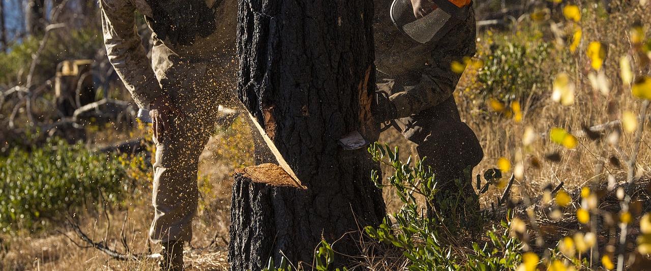 emergency tree cutting sandton