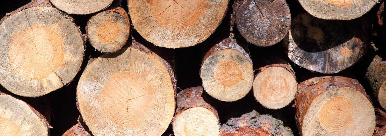 fourways tree fellers