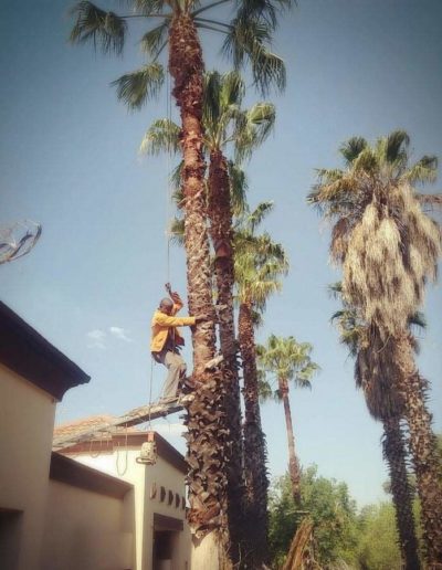 palm tree felling sunninghill