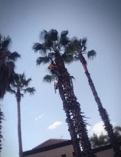 palm tree trimming sandton