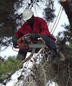 sandton tree cutting
