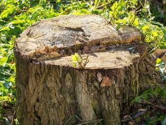 stump removal midrand