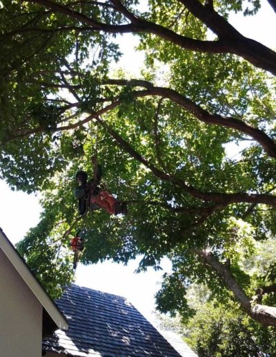 tree cutting sandton