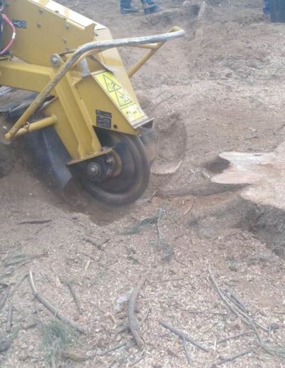 tree stump removal sandton