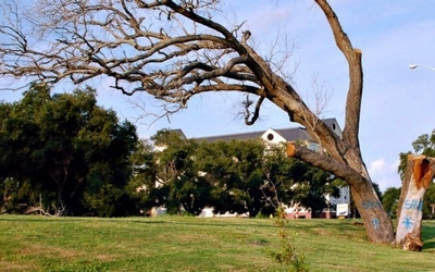 dead tree
