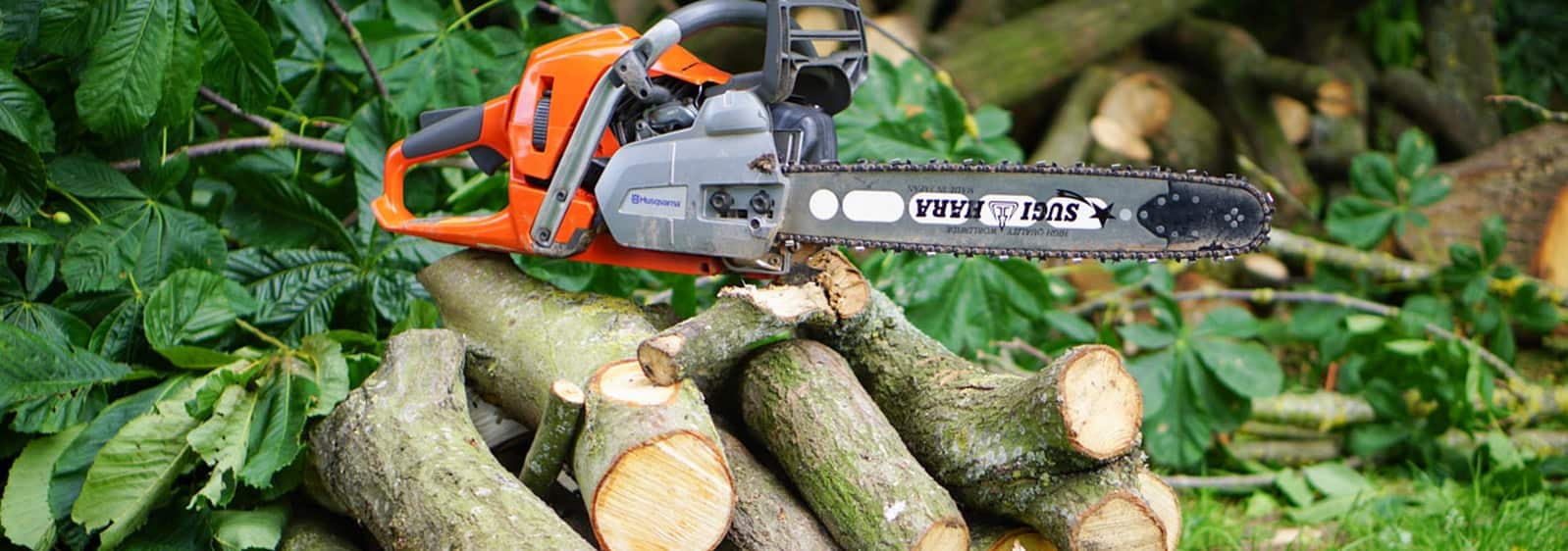 tree felling sandton