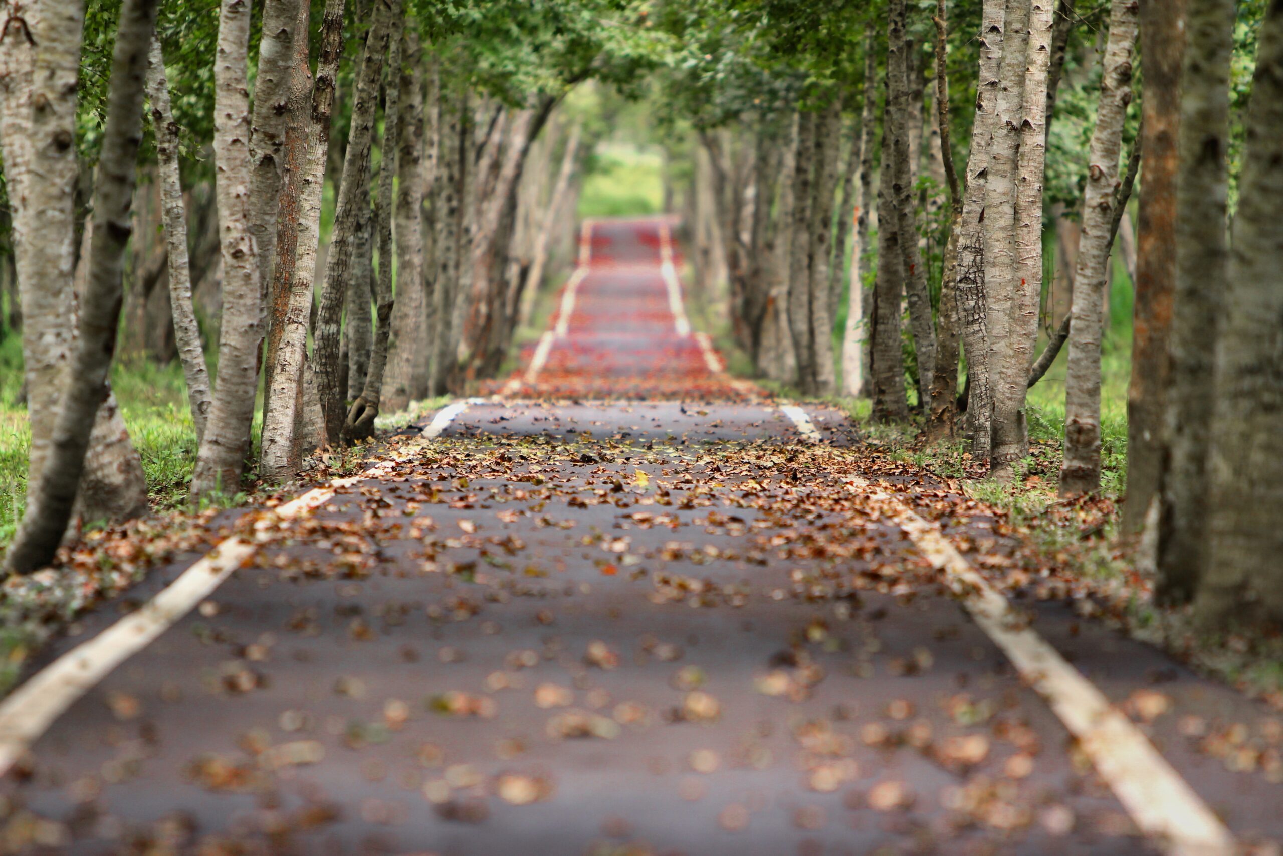 road-nature-trees-branches-38537_8859d1206ee4dde4ed080cb0b1f79393