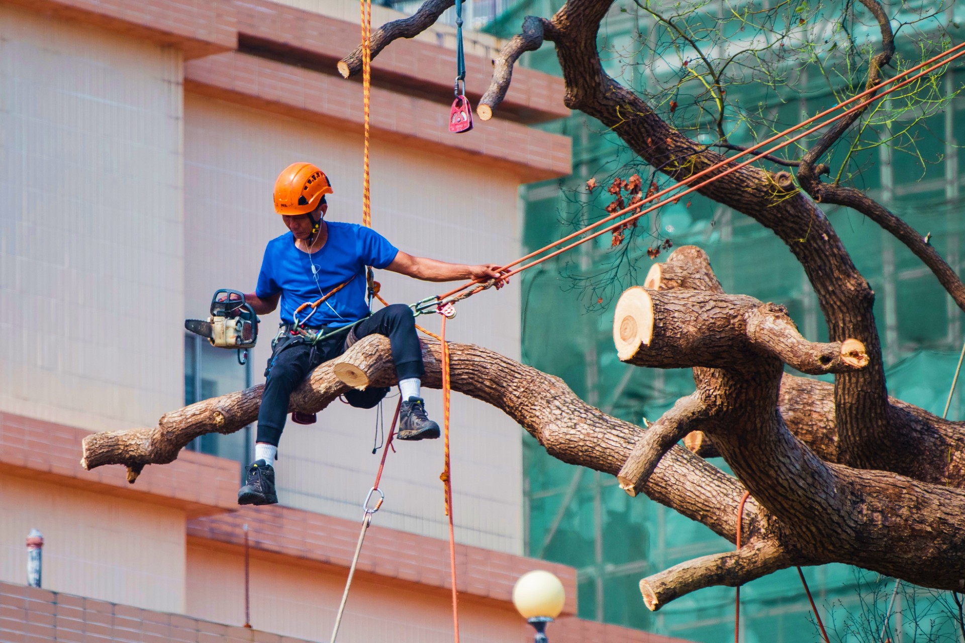 Tree Felling - Immaculate Tree Felling