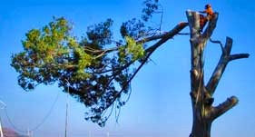 Tree Felling Johannesburg Fourways, Sandton