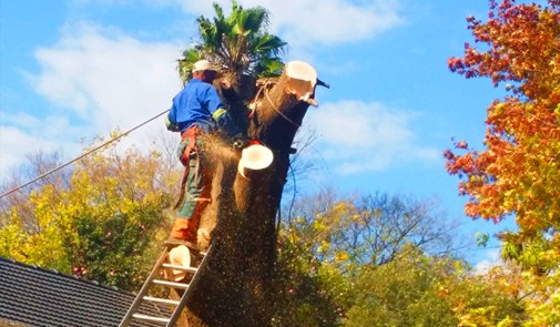 tree felling johannesburg,eastleigh, edenvale
