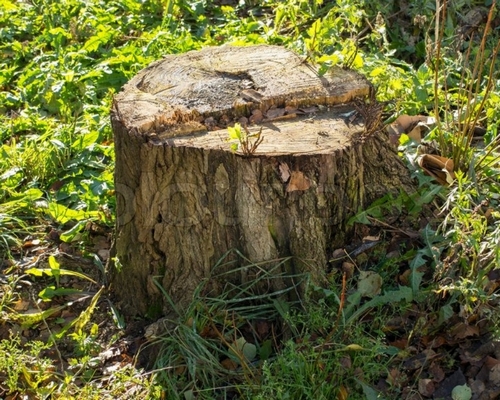 Tree Felling